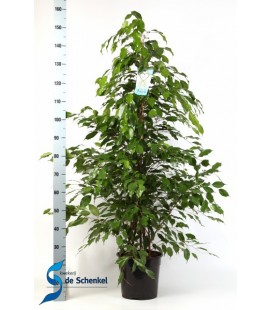 Ficus Exotica  pot de 27 h 200 cm
