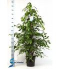 Ficus Exotica  pot de 27 h 140 cm