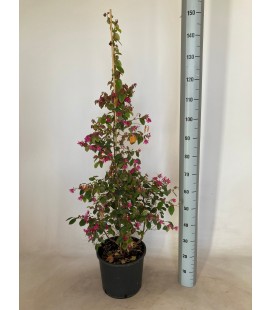 Loropetalum Ø 32 h 120
