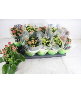 Kalanchoe Ø12 mix 5 coul