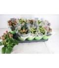 Kalanchoe Ø12 mix 5 coul