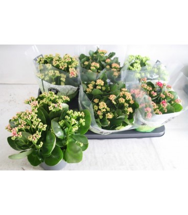 Kalanchoe pot de 15