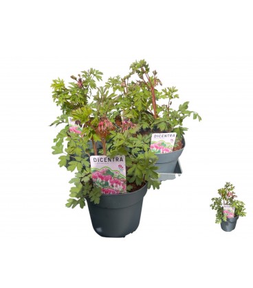 Dicentra spectabilis pot de 15 h 30