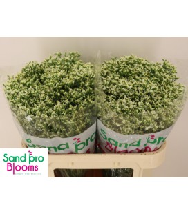 Limonium Colada 70 cm