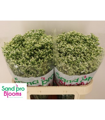 Limonium Colada 80 cm