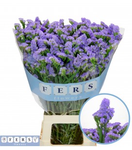 Statice Sky wings 85 cm 