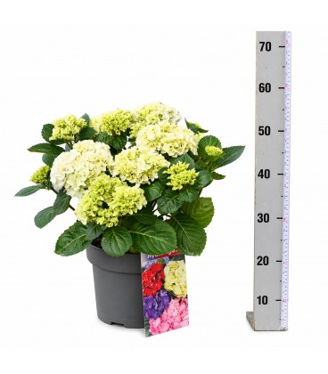 Hydrangea White sun Ø 23 h 53