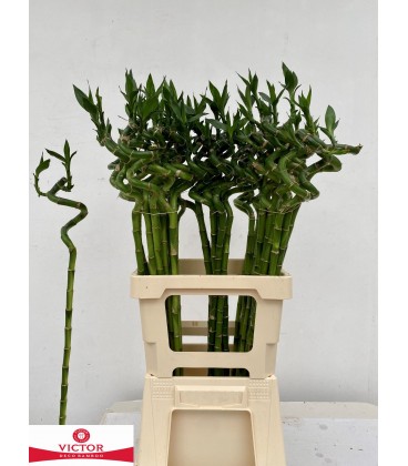 Dracena Lucky Bamboo 50 Cm