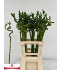 Dracena Lucky Bamboo 50 Cm