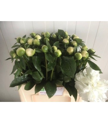 Pivoine Duchesse de Nemour