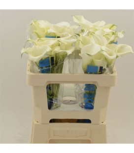 Calla Capt Ventura 55 cm