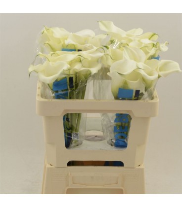 Calla Capt Ventura 55 cm