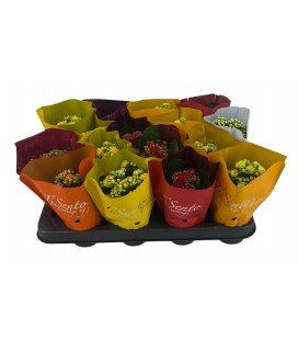 Kalanchoe mix  Ø 07