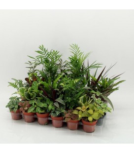 Plantes Mix Ø 09