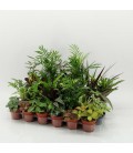 Plantes Mix Ø 8.50