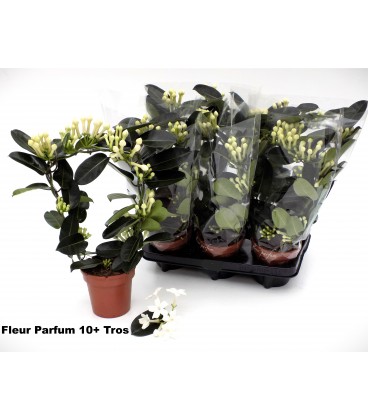 Stephanotis pot de 12 coeur