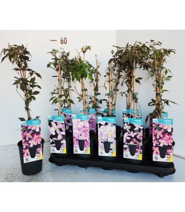 Clematite Montana Mix Ø 14 h 60