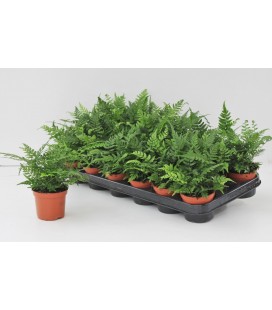 Athyrium Ov Ø 8.50