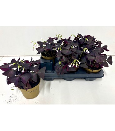 Oxalis triangularis Ø 12