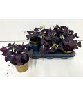 Oxalis triangularis Ø 12