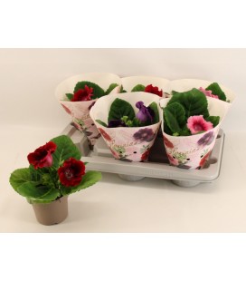 Gloxinia pot de 12