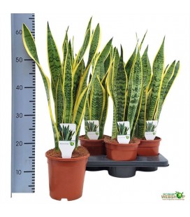 Sanseveria Laurentii pot de 17 h 65