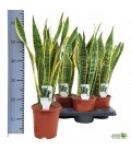 Sanseveria Laurentii pot de 17 h 65