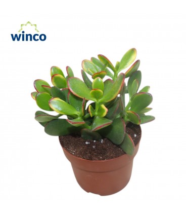 Crassula sunset pot de 25 H 40