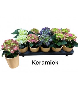 Hortensia ov Ø 09 h 15