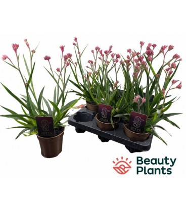 Annigozanthus pot de 14