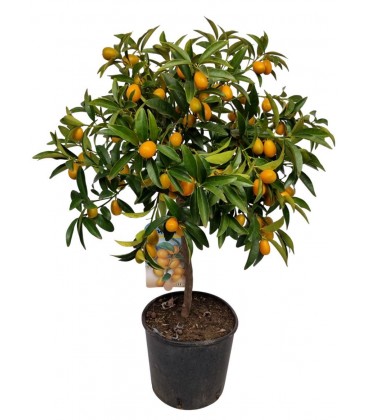 Fortu Margarita Pot de 21 h65