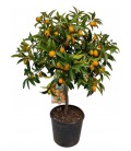  Kumquat Margarita Pot de 21 H 75