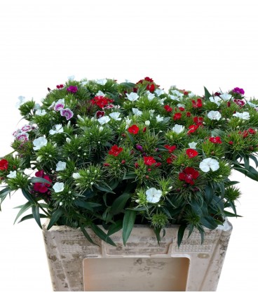 Dianthus Barbathus mix 60 cm