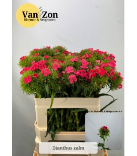 Oeillet de Poete Rose 55 cm