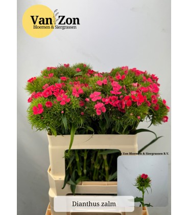 Oeillet de poete Zalmrose 50 cm