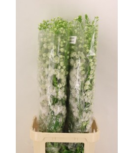 Delphinium Aurora White 115 cm