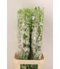 Delphinium Aurora White 115 cm