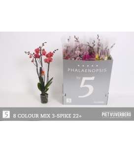 Phalaeno mix Ø 12 70 cm 3b