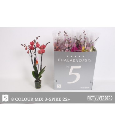 Phalaeno mix Ø 12 65 cm 3 B