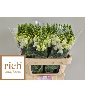 Muflier Manaco White  75 cm