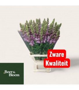 Muflier poto Lavende 80 cm