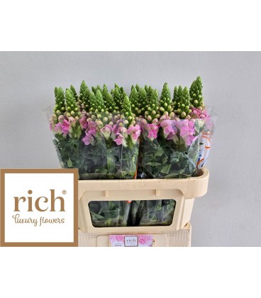 Muflier legend Ligh pink 75 cm