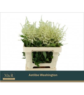 Astilbe Whasingthon 60 cm