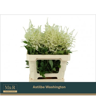 Astilbe Washington