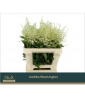 Astilbe Washington