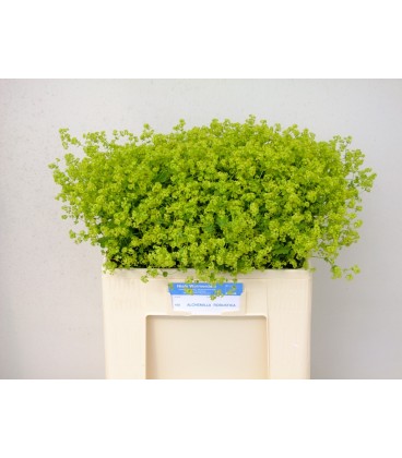 Alchemille Robustica 50 cm