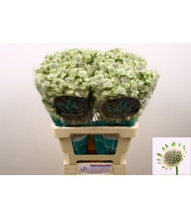 Astransia Billion star xl 60 cm