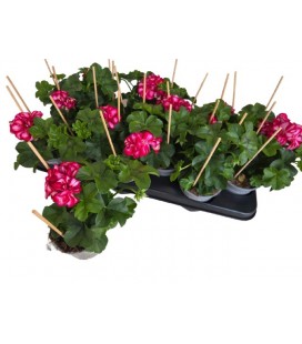 Pelargonium Ø 10.5
