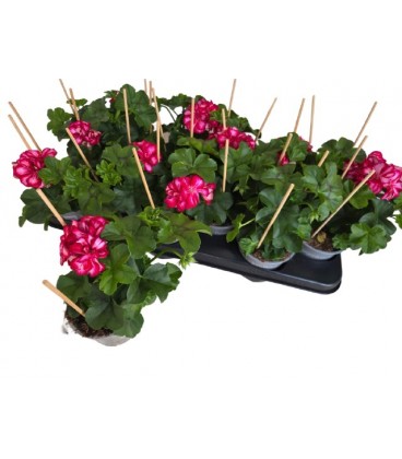 Pelargonium Ø 10.5