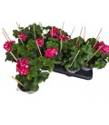 Geranium roulietta Ø 10.5